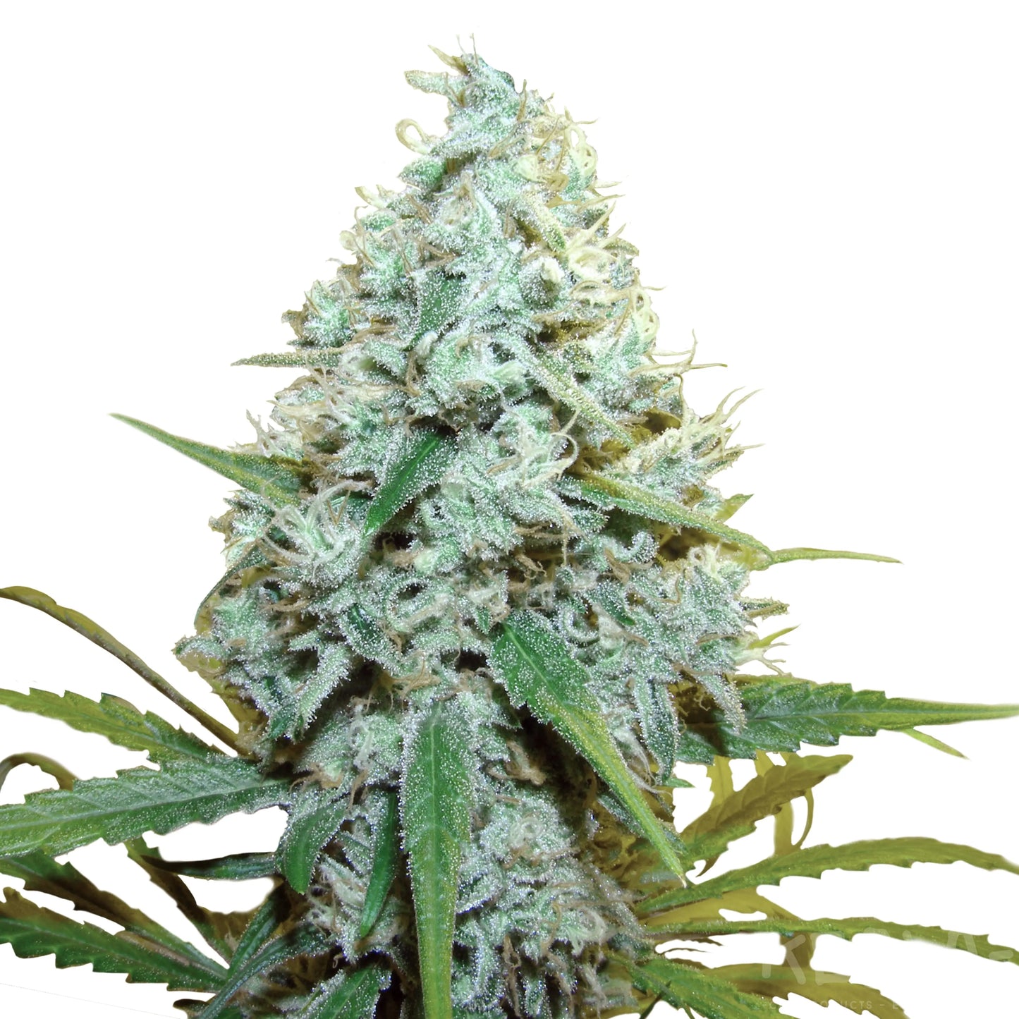 Cannabis Samen