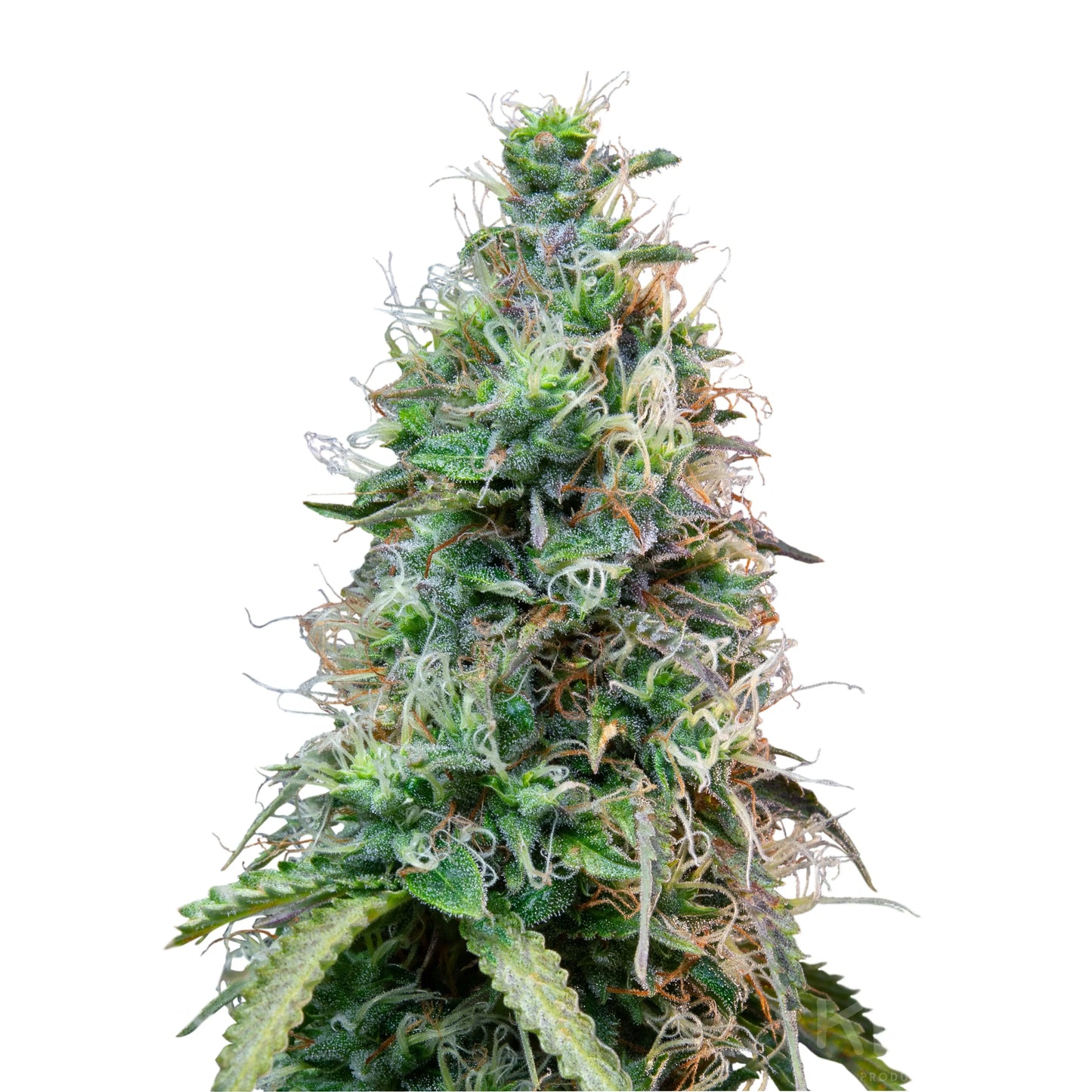 Cannabis Samen