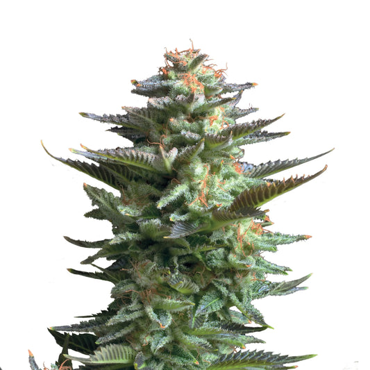 Cannabis Samen