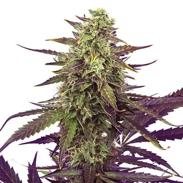 Cannabis Samen