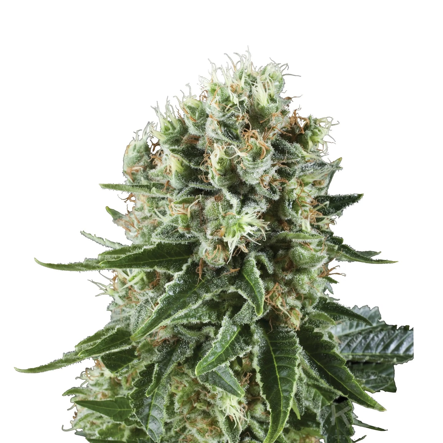 Cannabis Samen