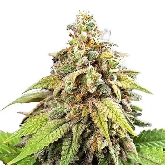 Cannabis Samen