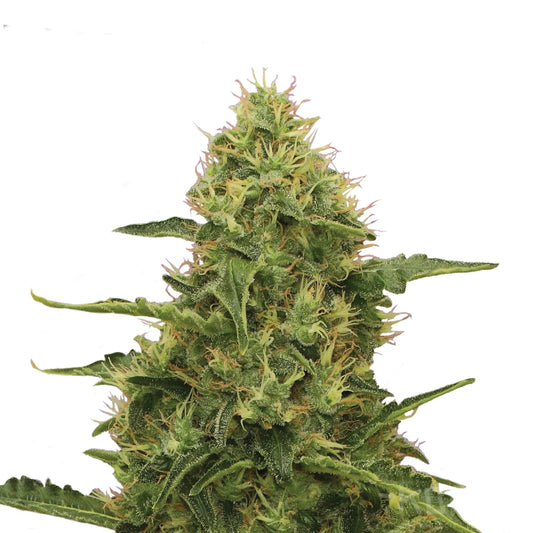 Northern Light Cannabis Samen - Koala CBD Blüten, Cannabis Samen