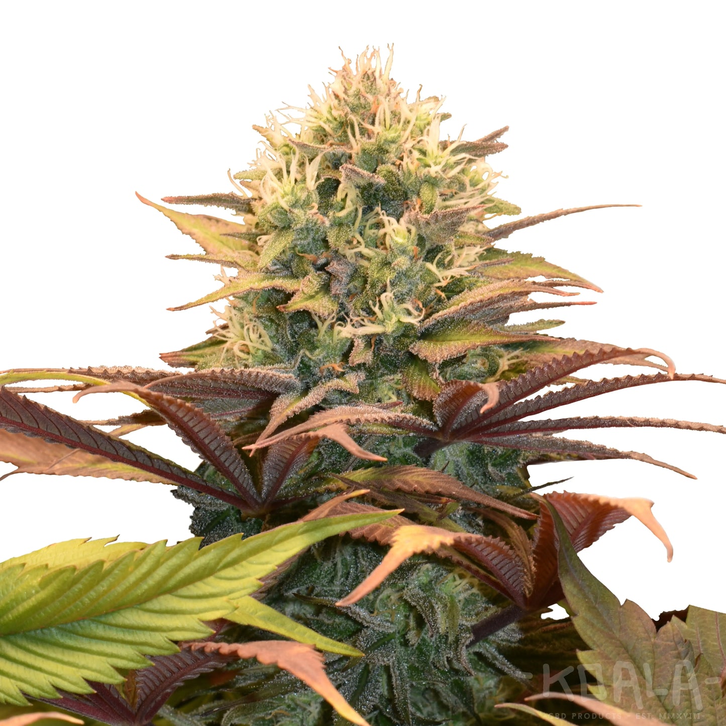 Pineapple Kush Cannabis Samen - Koala CBD Blüten, Cannabis Samen