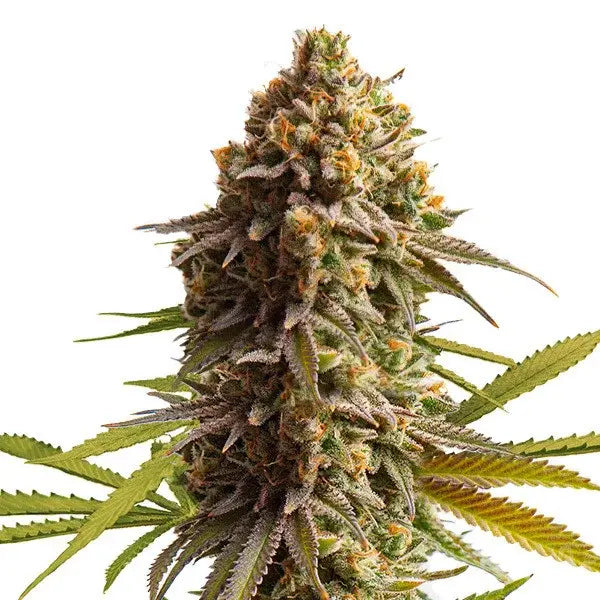 Cannabis Samen