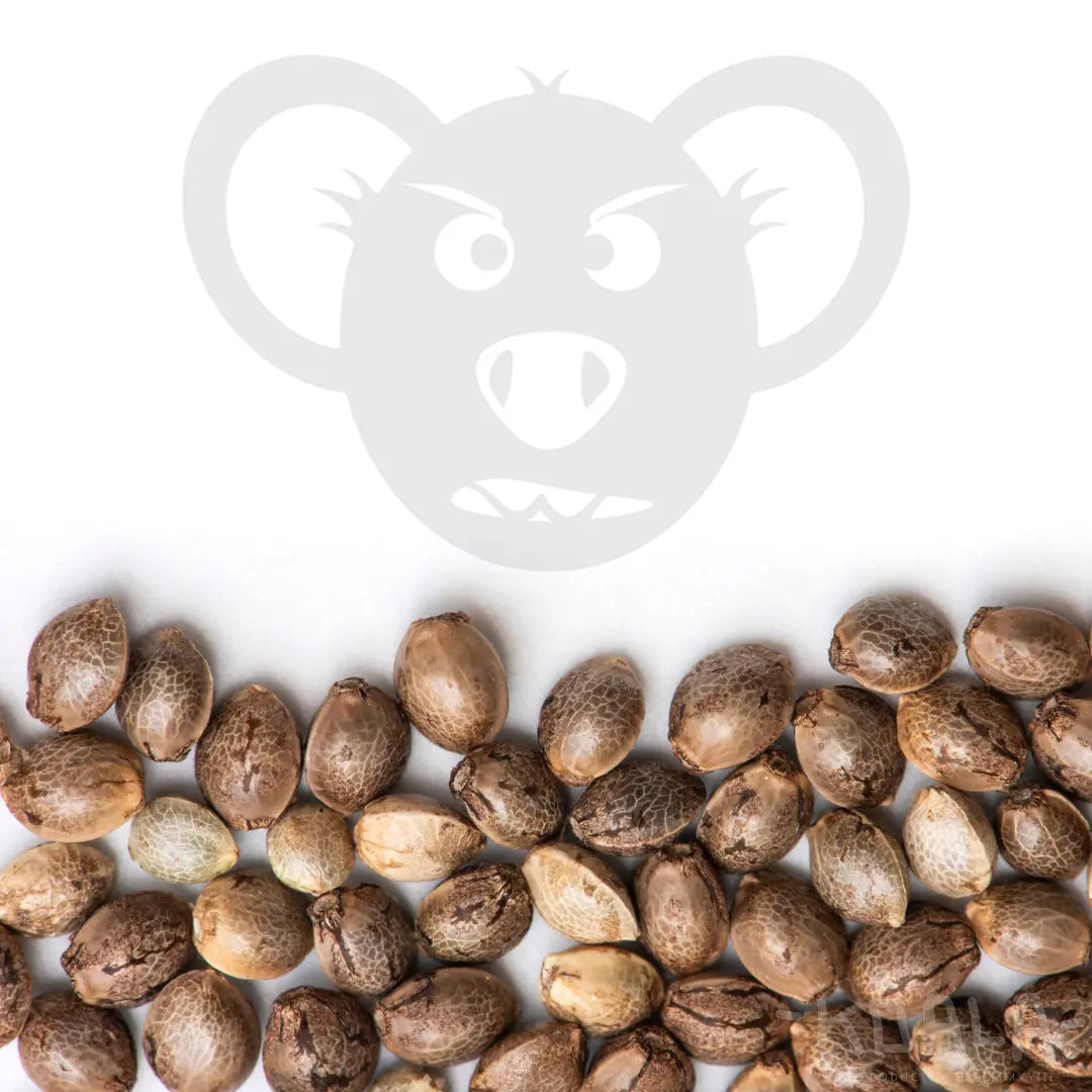 Wedding Crasher Cannabis Samen - Koala CBD Blüten, Cannabis Samen