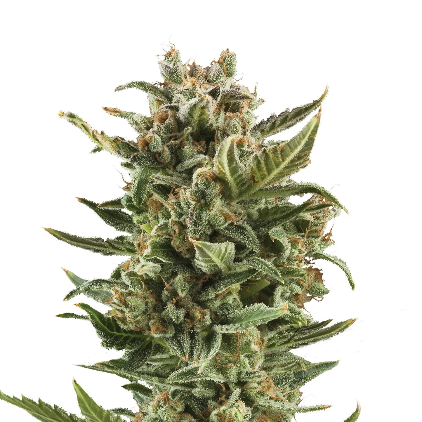 White Widow Automatic Cannabis Samen - Koala CBD Blüten, Cannabis Samen