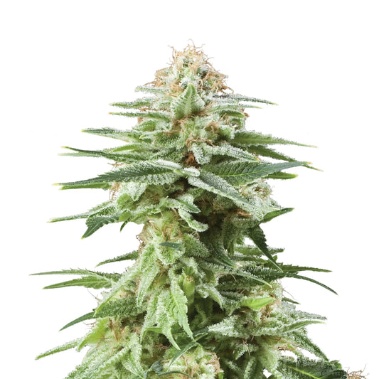 White Widow Cannabis Samen - Koala CBD Blüten, Cannabis Samen