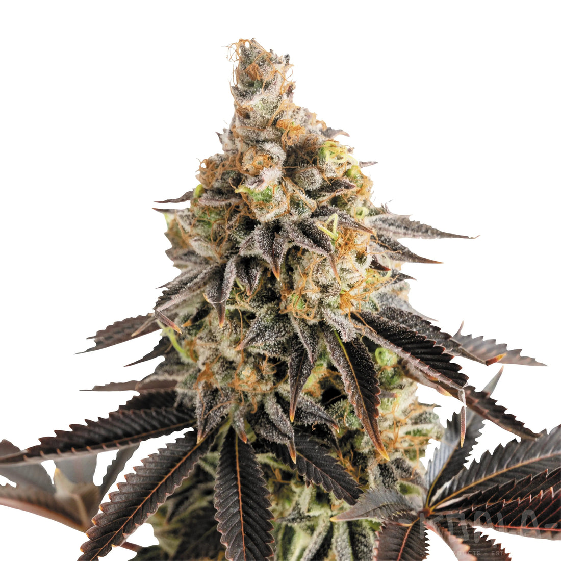 Cannabis Eigenanbau in Deutschland: Was erlaubt das CanG?