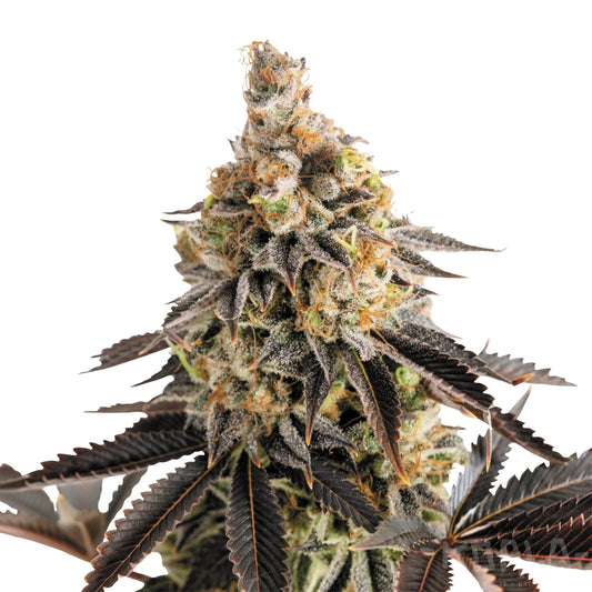 Cannabis Eigenanbau in Deutschland: Was erlaubt das CanG?